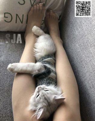 和黑帮大佬的